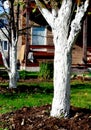 Whitewashing garden trees.