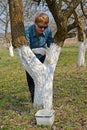 Whitewashing of a trunk of a fruit tree. Spring works in a garden