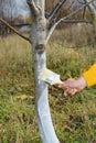 Whitewashing walnut tree in autumn. Gardener with paint brush whitewashing walnut tree trunk