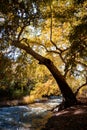 Whitewater Creek in the Gila National Forest of New Mexico in autumn