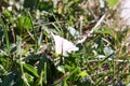 A whitewhite flower in a green grass Royalty Free Stock Photo