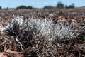 Whiteworm lichen closeup in a great barren landscape