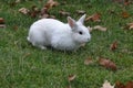 Beautiful white rabbit on a greeny lawn.