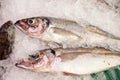 Whiting