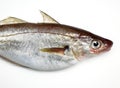 Whiting, merlangius merlangus, Fresh Fish against White Background Royalty Free Stock Photo