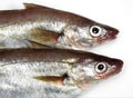 Whiting, merlangius merlangus, Fresh Fish against White Background Royalty Free Stock Photo