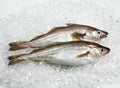 Whiting, merlangius merlangus, Fresh Fishes on Ice Royalty Free Stock Photo