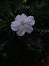 Whitish Anthurium Flower Royalty Free Stock Photo