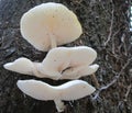 Whitish fungi on a tree Royalty Free Stock Photo