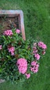 Whitish pink Ixora flowers and plant closeup view for multipurpose use Royalty Free Stock Photo