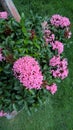 Whitish pink Ixora flowers and plant closeup view for multipurpose use Royalty Free Stock Photo