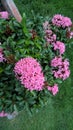 Whitish pink Ixora flowers and plant closeup view for multipurpose use Royalty Free Stock Photo