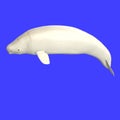 Whitle adult male beluga whale