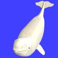 Whitle adult male beluga whale