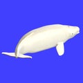 Whitle adult male beluga whale