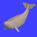 Whitle beluga whale calf Royalty Free Stock Photo