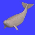 Whitle beluga whale calf