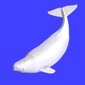 Whitle female beluga whale Royalty Free Stock Photo