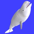 Whitle female beluga whale Royalty Free Stock Photo