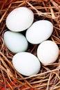 Whitte duck eggs on eggs background