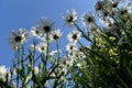 Whitw daisies unusual view from below Royalty Free Stock Photo