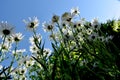 Whitw daisies unusual view from below Royalty Free Stock Photo