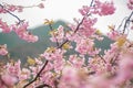 Cherry blossoms kawazu Japan