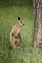 Wildlife alert Australian Kangaroo 