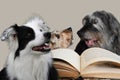 Three dogs discuss the content of a book Royalty Free Stock Photo