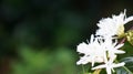 Beautiful gayo lues coffee flowers