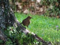 Who's callin'? - Blackbird female (Turdus merula)