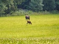 Who was allowed to meet a moose in the wild, will not forget this experience. in Sweden SmÃÂ¥land