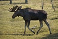 Who was allowed to meet a moose in the wild, will not forget this experience.