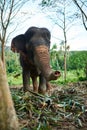 Who you calling Dumbo. an Asian elephant feeding on foliage in its natural habitat. Royalty Free Stock Photo