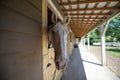 Who are you? -3 Gray horse in stall Royalty Free Stock Photo