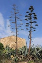 Whole agave americana in bloom, with tall, branched stalk stem. This plant succulent, named also sentry or century plant,