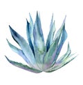 Whole agave plant. Blue leaves. Watercolour botanical illustration isolated on white background. Royalty Free Stock Photo
