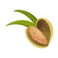 Whole Almond Kernel With Split Nutshell Vector Illustration. Organic Food Ingredient