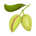 Whole Almond Nut Hanging From Tree Branch Vector Illustration. Organic Food Ingredient Royalty Free Stock Photo