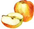 Whole apple and half drawing by watercolor