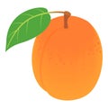 Whole apricot icon, isometric style