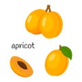 Whole apricot with a twig and leaf and cut half with a seed. Fruit icon. Flat design. Color vector illustration isolated Royalty Free Stock Photo