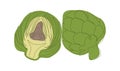 A whole artichoke and half an artichoke cut lengthwise are drawn with one line