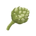 Whole artichoke, vector illustration isolated on white background in flat style Royalty Free Stock Photo