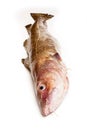 Whole Atlantic cod (Gadus morhua) fish, Isolated on a white stud Royalty Free Stock Photo