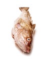 Whole Atlantic cod (Gadus morhua) fish, Isolated on a white stud Royalty Free Stock Photo