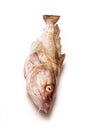 Whole Atlantic cod (Gadus morhua) fish, Isolated on a white stud Royalty Free Stock Photo