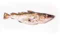 Whole Atlantic cod (Gadus morhua) fish, Isolated on a white stud Royalty Free Stock Photo