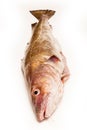 Whole Atlantic cod (Gadus morhua) fish, Isolated on a white stud Royalty Free Stock Photo