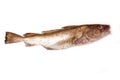 Whole Atlantic cod (Gadus morhua) fish, Isolated on a white stud Royalty Free Stock Photo